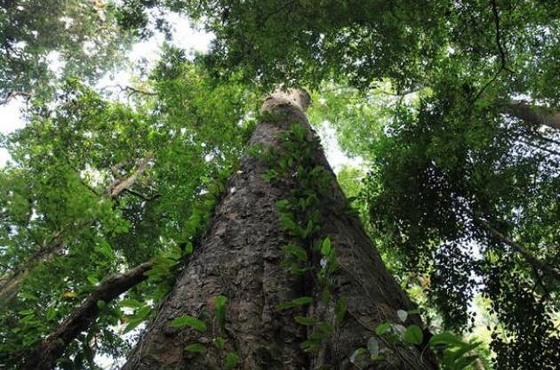 Вчені виявили найвище дерево Африки
