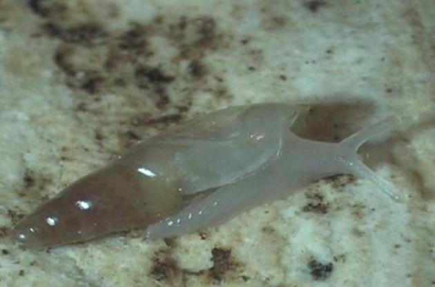 Ученые обнаружили 30 новых видов животных