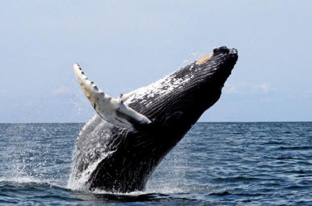 Вчені пояснили, навіщо кити вистрибують з води
