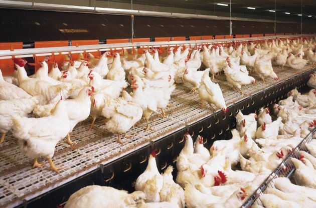 ЄС заборонив імпорт птиці з України через грип