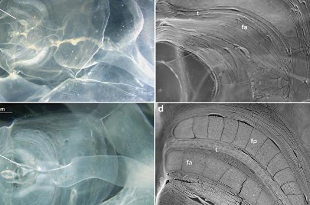 Bathochordaeus charon было описано столетие назад
