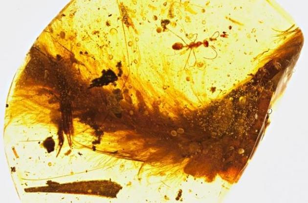 Палеонтологам впервые удалось обнаружить в янтаре хвост динозавра с перьями