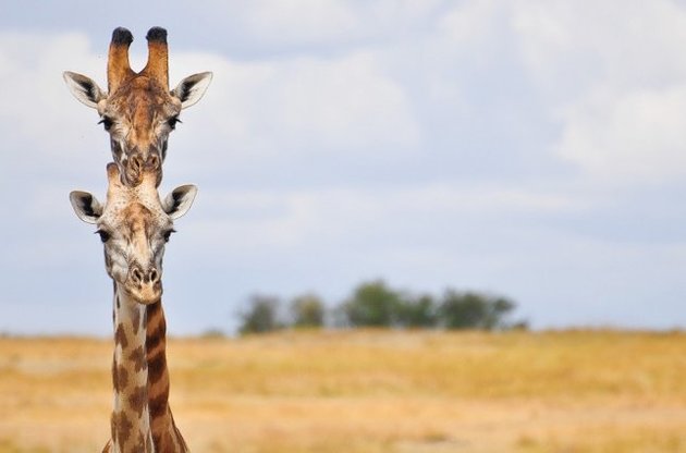 Жирафи внесені до списку тварин, що знаходяться під загрозою вимирання