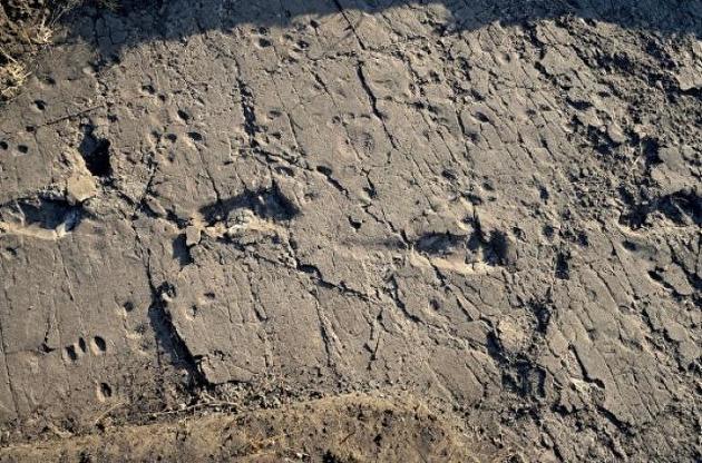 Вчені виявили сліди надзвичайно великого австралопітека