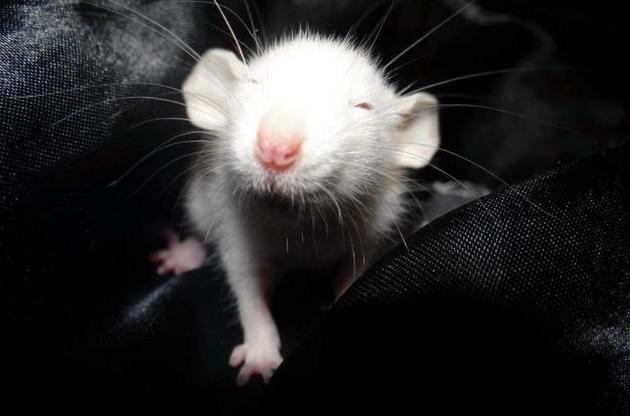 Крысы передают положительные эмоции с помощью ушей – ученые