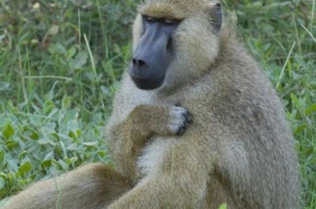 Бабуины используют те же гласные звуки, что и человек