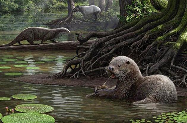 У Китаї виявлені останки гігантської видри віком шість мільйонів років