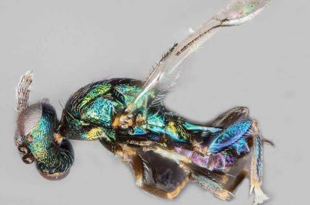 Оса паразитує на інших видах комах