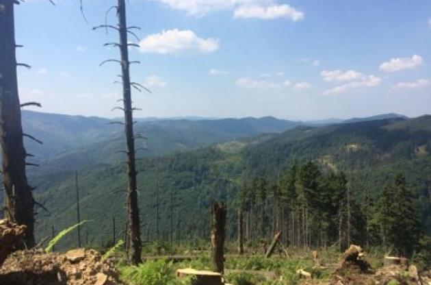 Став відомий приблизний збиток від нелегальної вирубки лісів