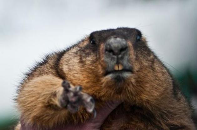 По поведению сурка Тимки стало понятно, когда наступит весна