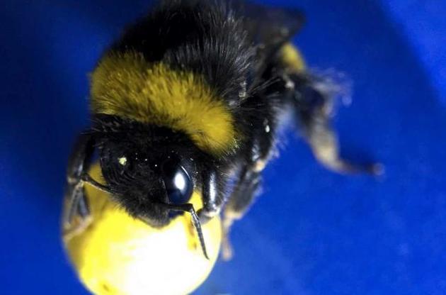 За закочування кульки в лунку джмелі отримували винагороду