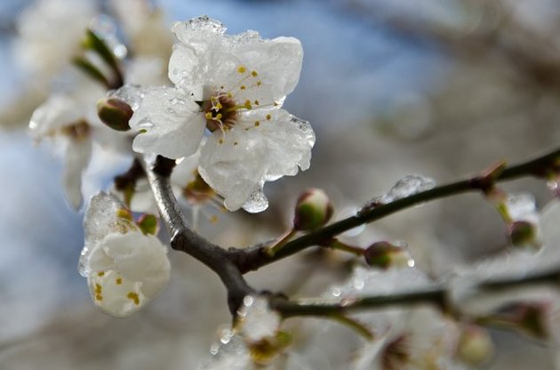 В столицу пришла весна
