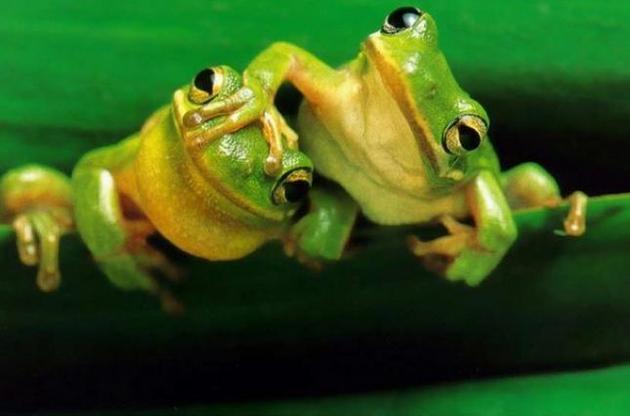 Лягушки способны различать цвета в темноте