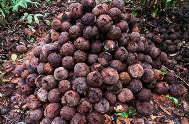 Одомашненные древними цивилизациями Южной Америки растения доминируют в лесах и сейчас