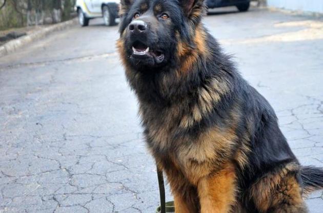 Кінологи не знайшли вибухівку в суді