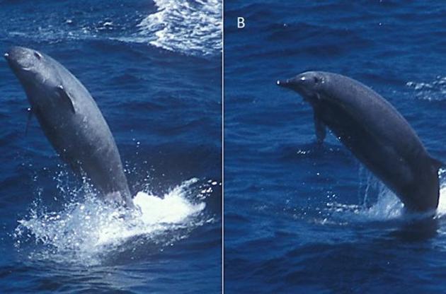 Ученым впервые удалось снять на видео редчайшего кита