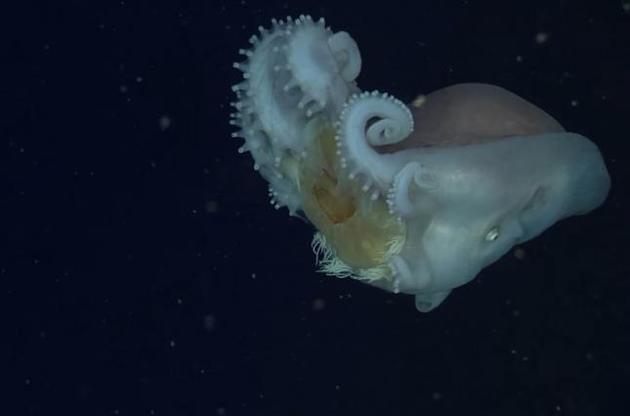 Восьминоги навчилися використовувати медуз в якості зброї – вчені