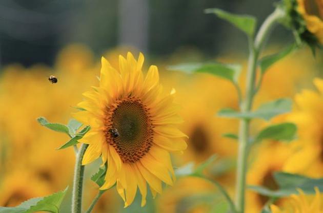 Россия пытается выйти на индийский рынок со своим подсолнечным маслом.