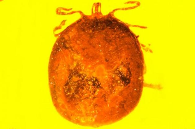 У бурштині збереглися краплі крові і паразити стародавніх приматів