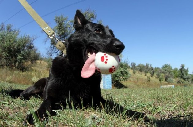 Рада планирует значительно ужесточить наказание за жестокое обращение с животными