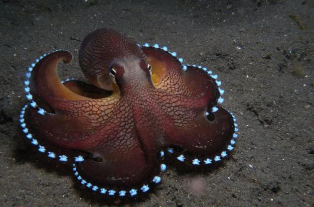 Осьминоги меняют РНК для того, чтобы приспособиться к окружающим условиям