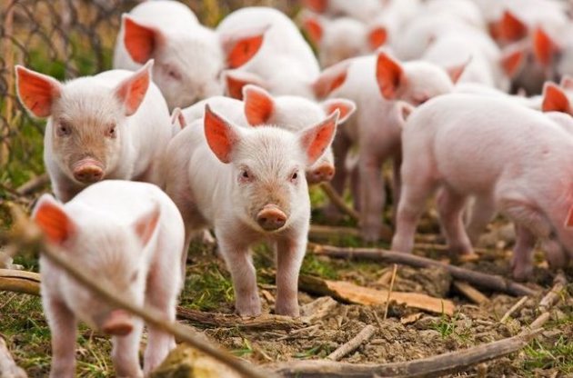 Карантин из-за африканской чумы свиней введен в 13 областях Украины