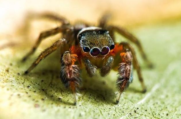 Вчені знайшли в Австралії 50 нових видів павуків