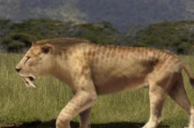 Саблезубые тигры травмировались чаще, чем ужасные волки