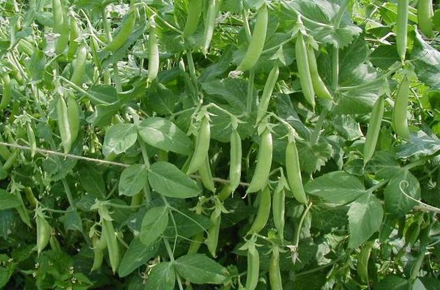 Горох може "почути" воду