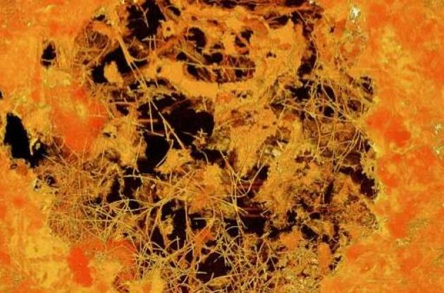 Возраст грибов оценивается в 2,4 миллиарда лет