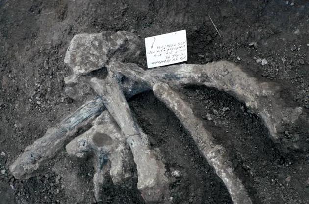 Кістки мастодонта зберегли сліди обробки людиною