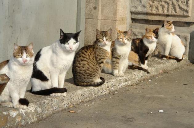 В Киеве могут запретить отлавливать бездомных котов