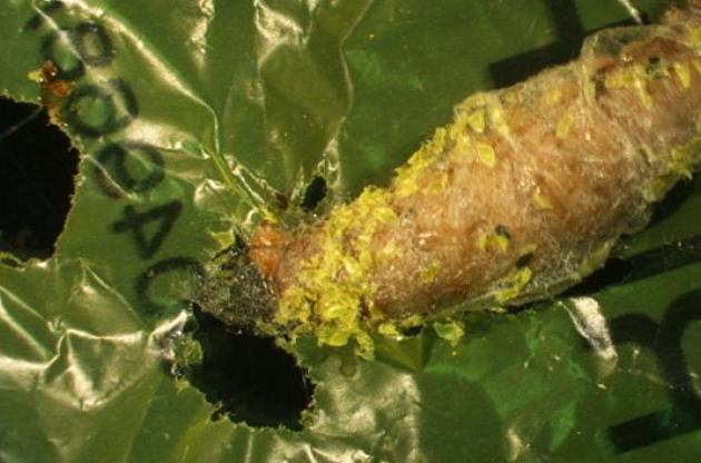 Обнаружены гусеницы, которые едят пластиковые пакеты