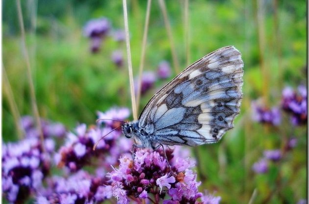 Погода в найближчі вихідні в основному буде теплою і без опадів
