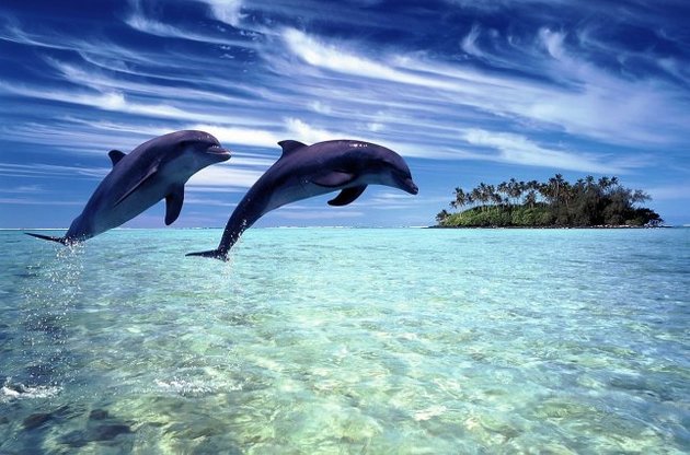 В Днепре около Херсона появились дельфины