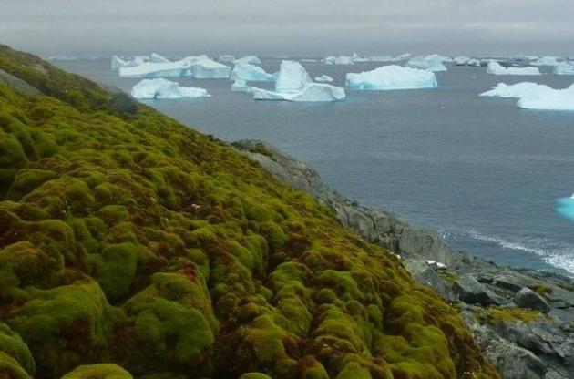 Ученые заявили об озеленении Антарктиды