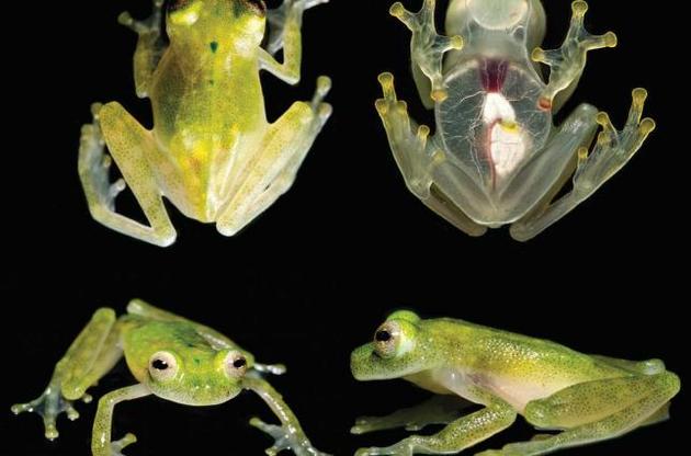 Ученые обнаружили новый вид лягушек с прозрачной кожей