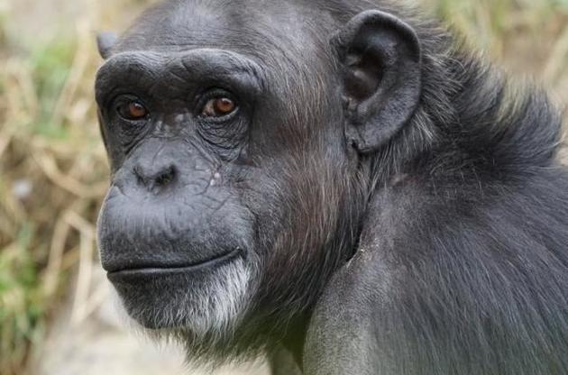 Шимпанзе способны накапливать культурные достижения – ученые