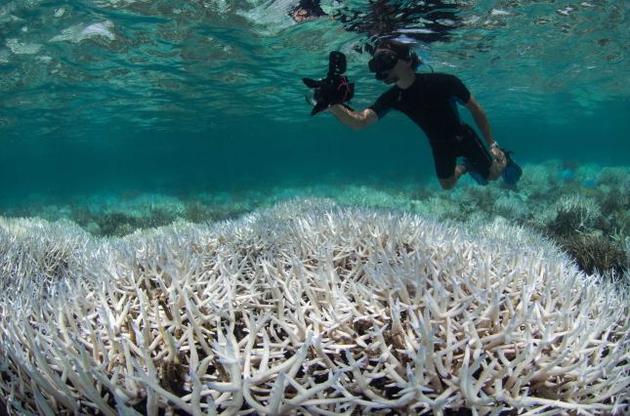 Зміни клімату призводять до загибелі коралів Великого Бар&#039;єрного рифу