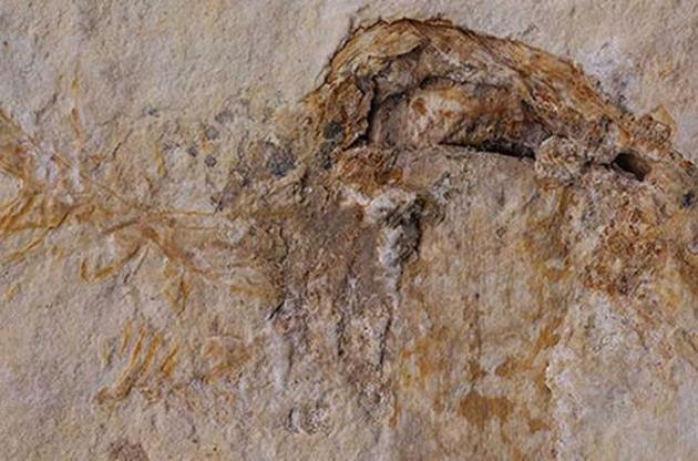 Возраст гриба оценивается в 115 миллионов лет