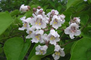 Июнь: Зеленые праздники