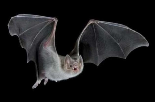 Летучие мыши являются главным источником опасных вирусов