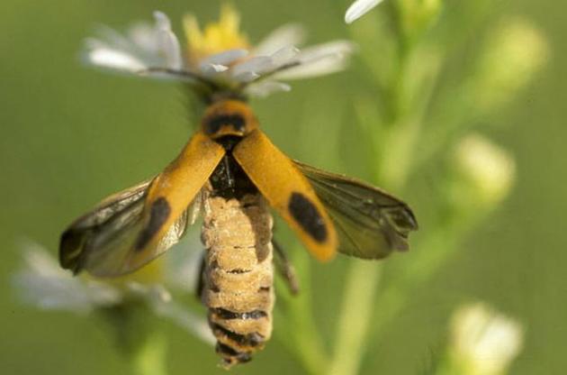 Грибок превращает жуков в &quot;зомби&quot;