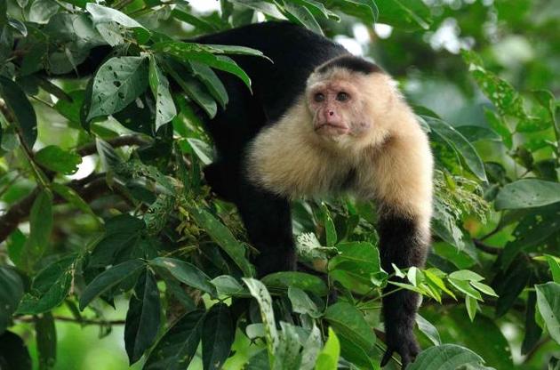 Капуцини наслідують найбільш виграшні тактики поведінки