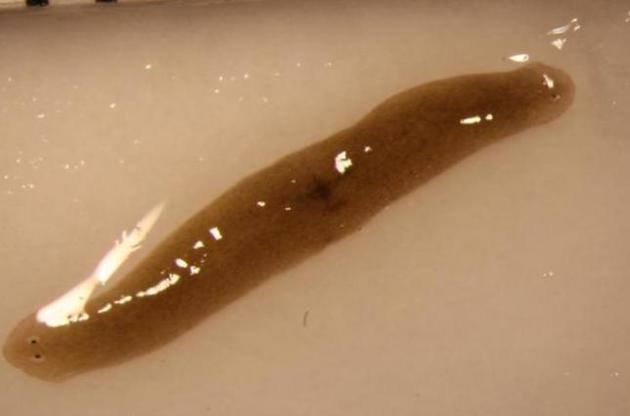 Після перебування в космосі хробак виростив другу голову