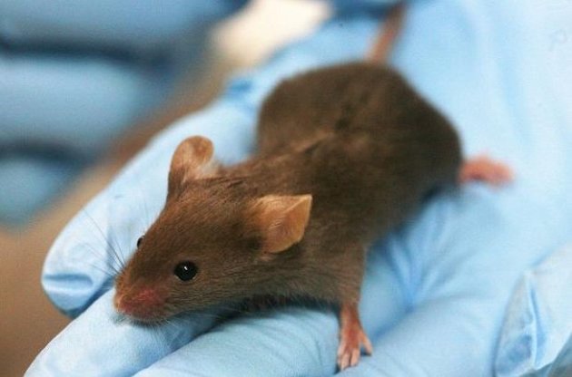 Блокування нюху дозволило захистити мишей від ожиріння