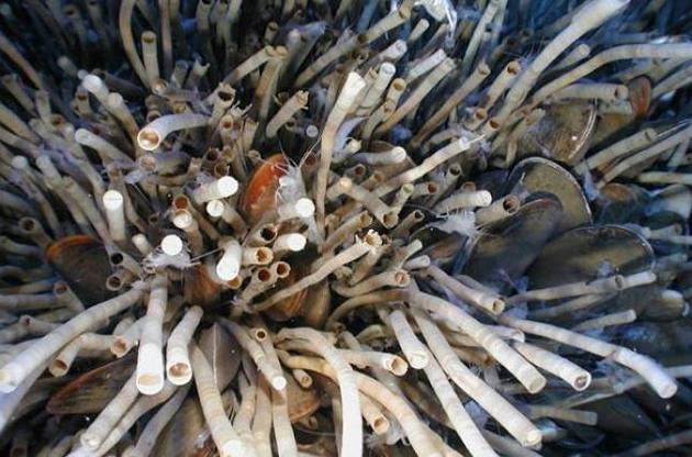 Глубоководные сидячие черви могут прожить до 300 лет