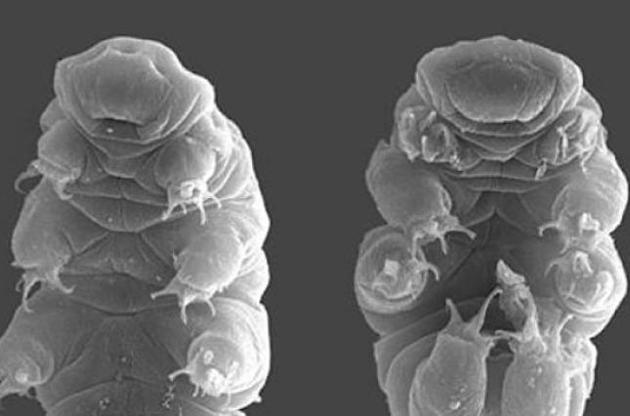 Тихоходки здатні дожити до &quot;кінця світу&quot;