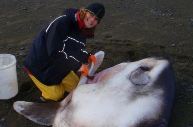 Луна-рыба может достигать трех метров в длину