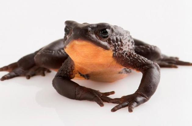 Вчені заново знайшли два види "вимерлих" жаб